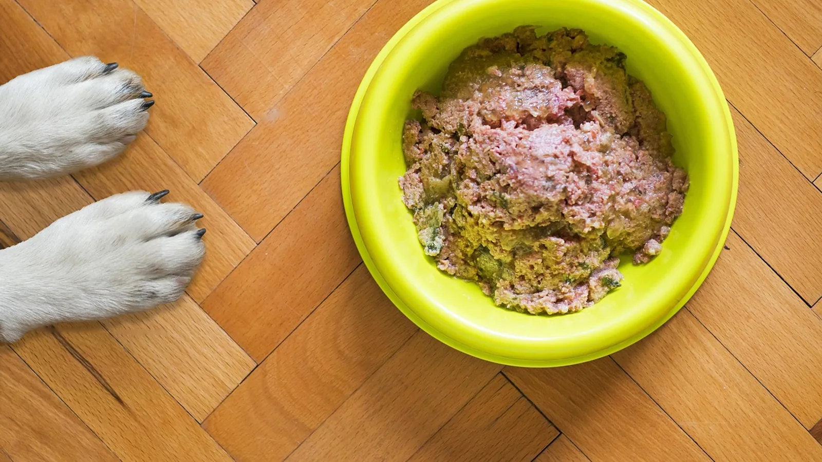 Slow Eating Bowls for Dogs: Do They Help?