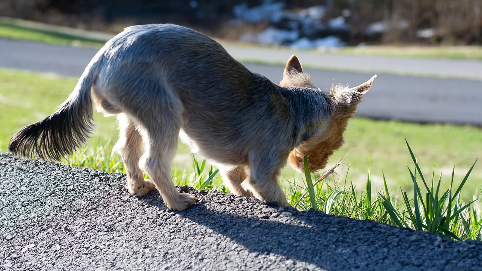 Fertilizer Poisoning in Dogs: Symptoms, Risky Types, What to Do