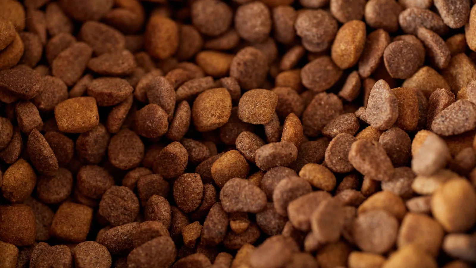 Detailed close-up of dry dog food kibble, showcasing its texture and color