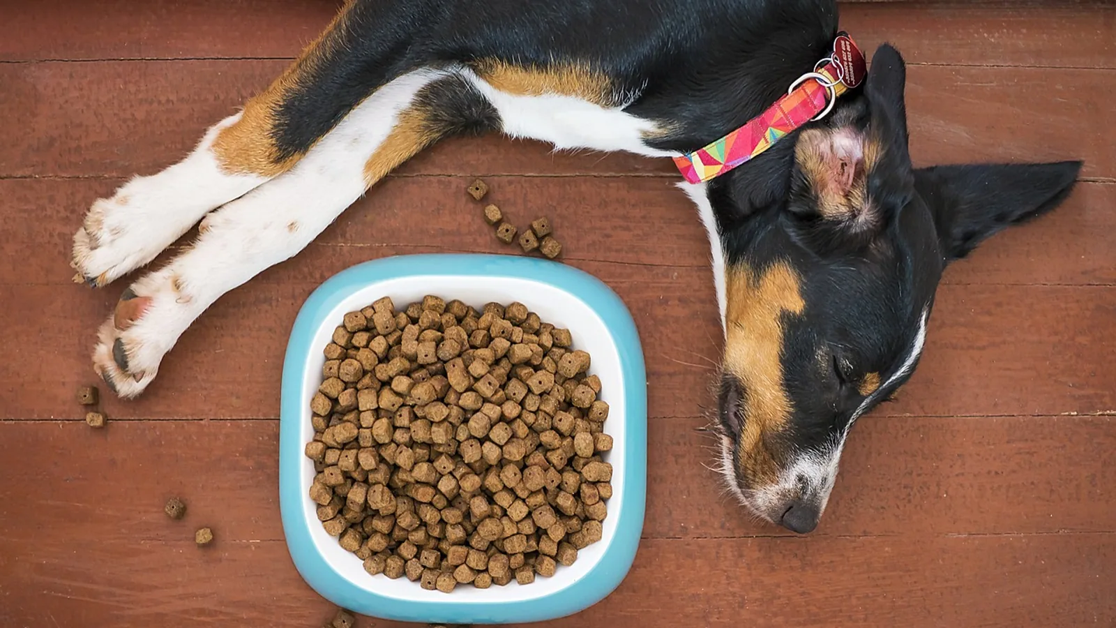 Diamond Naturals Dog Food: A Veterinarian's Review