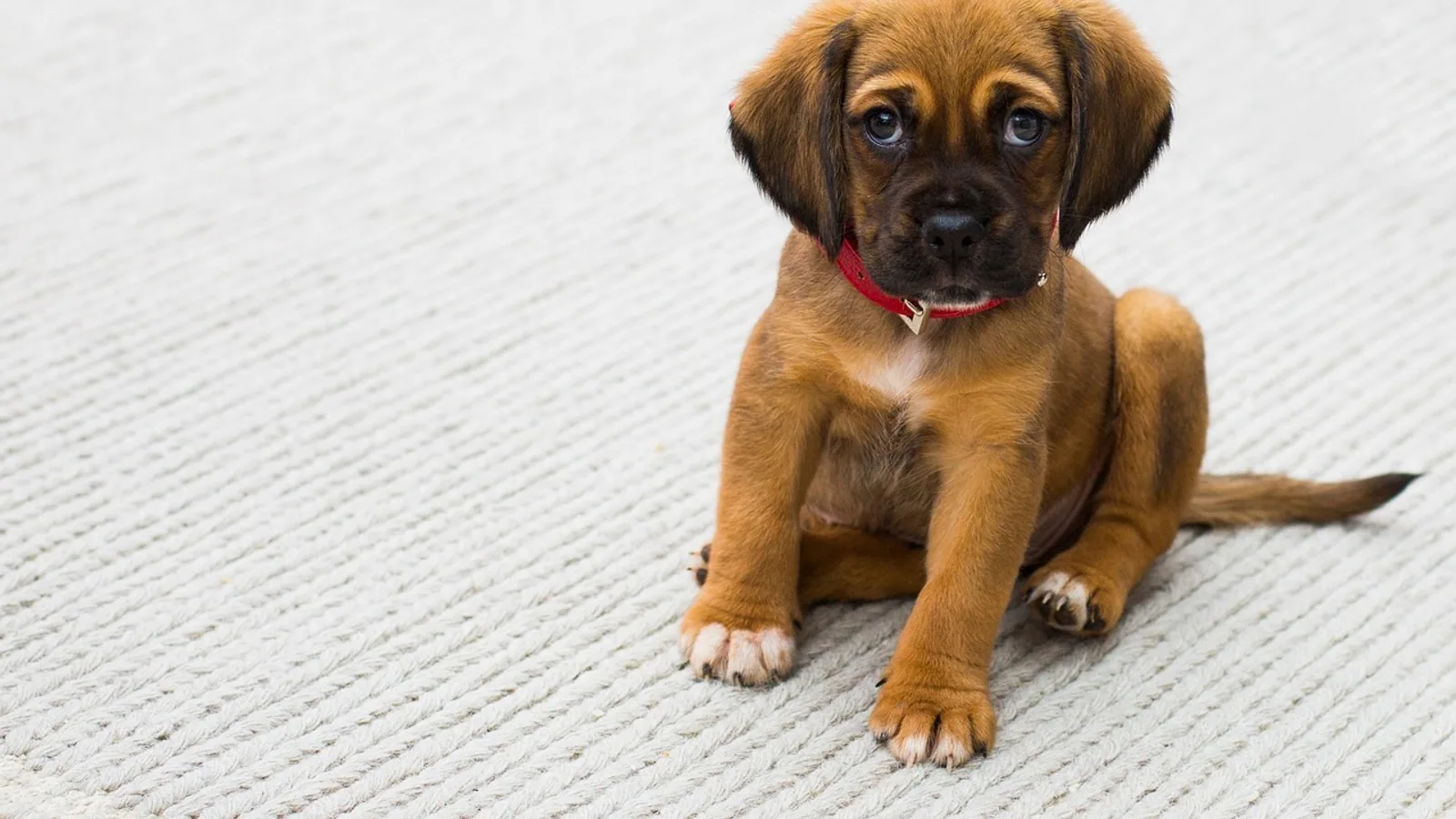 Cherry Eye in Dogs: Causes, Surgery Options, and Recovery
