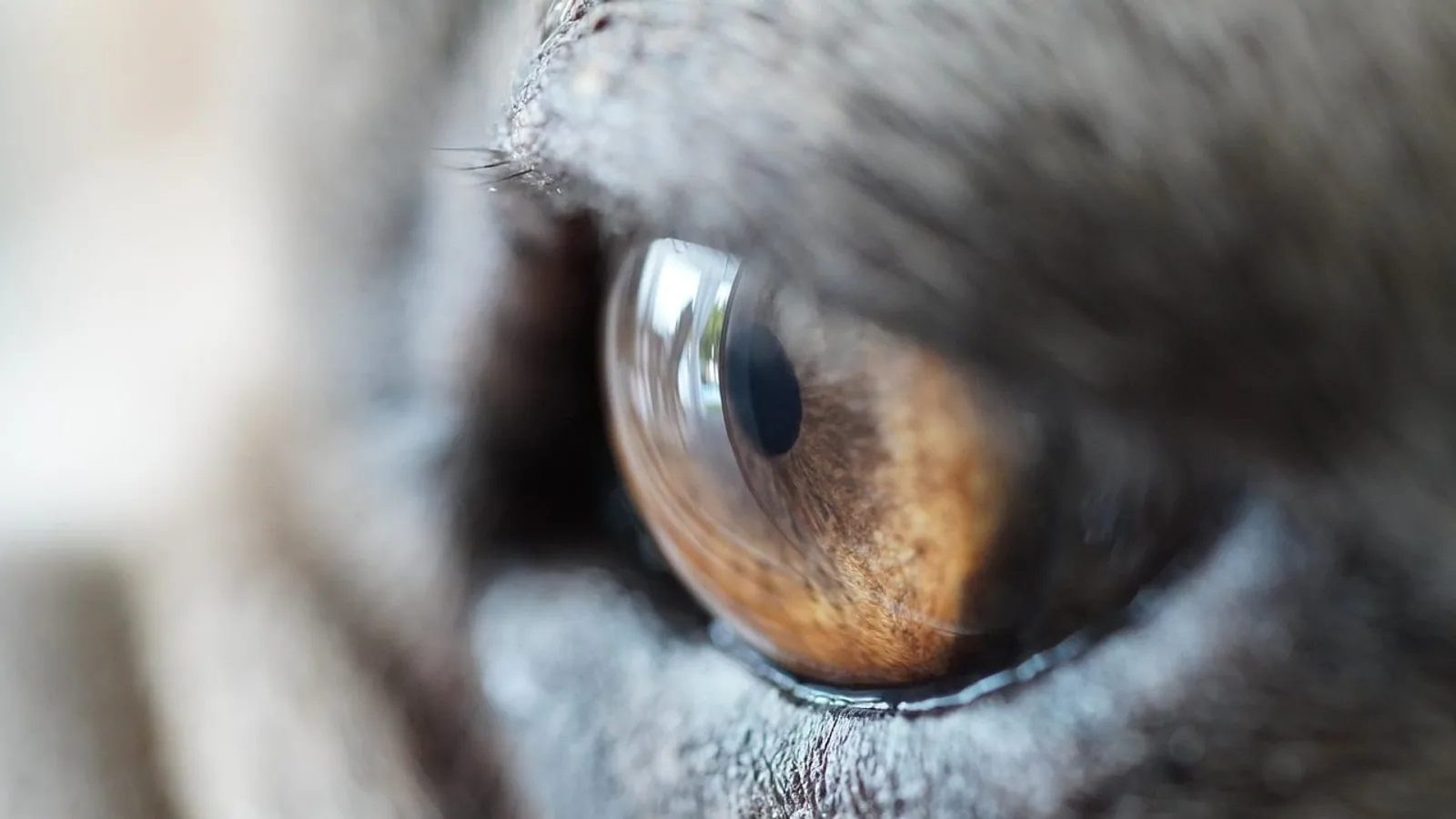 Dog Eye Ulcer: Symptoms, Causes and Treatment