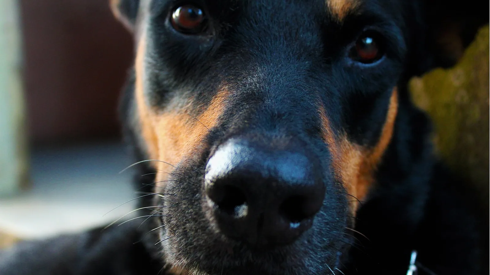 Can Dogs Have Down Syndrome? Conditions That Look Similar
