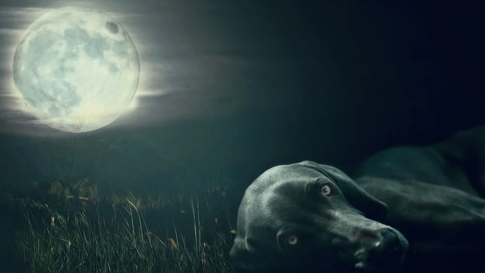 Do Dogs See in the Dark? Canine Night Vision