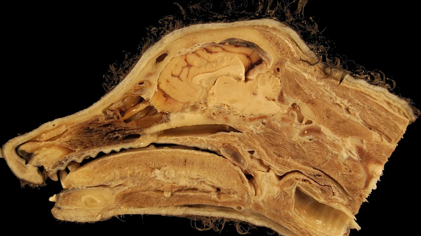 Clostridial Myonecrosis in Animals: Pathology Guide
