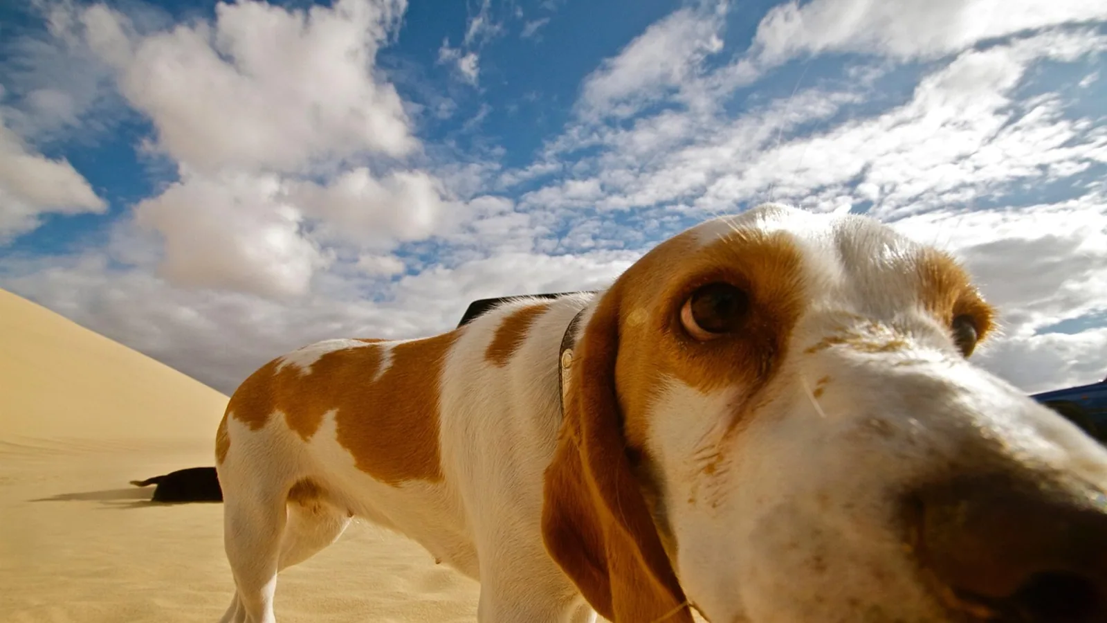 Valley Fever in Dogs: Symptoms, Testing, Treatment, and Recovery