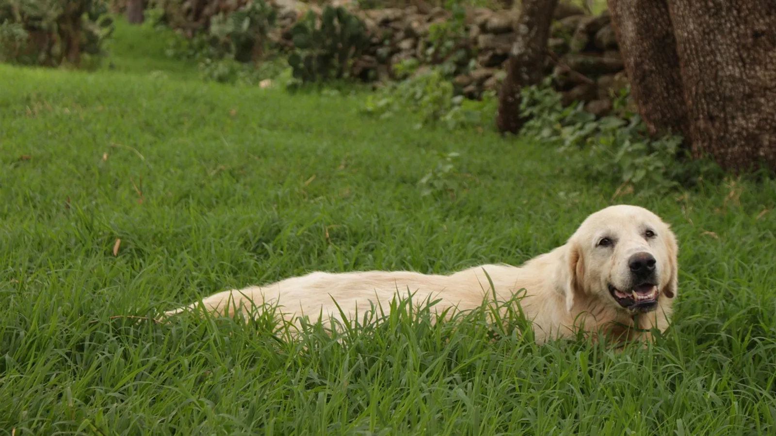 Anal Fistula in Dogs: Perianal Fistula Guide