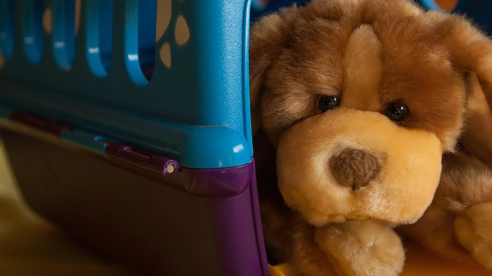 Paraphimosis in Dogs: Treatment Steps and When to Act