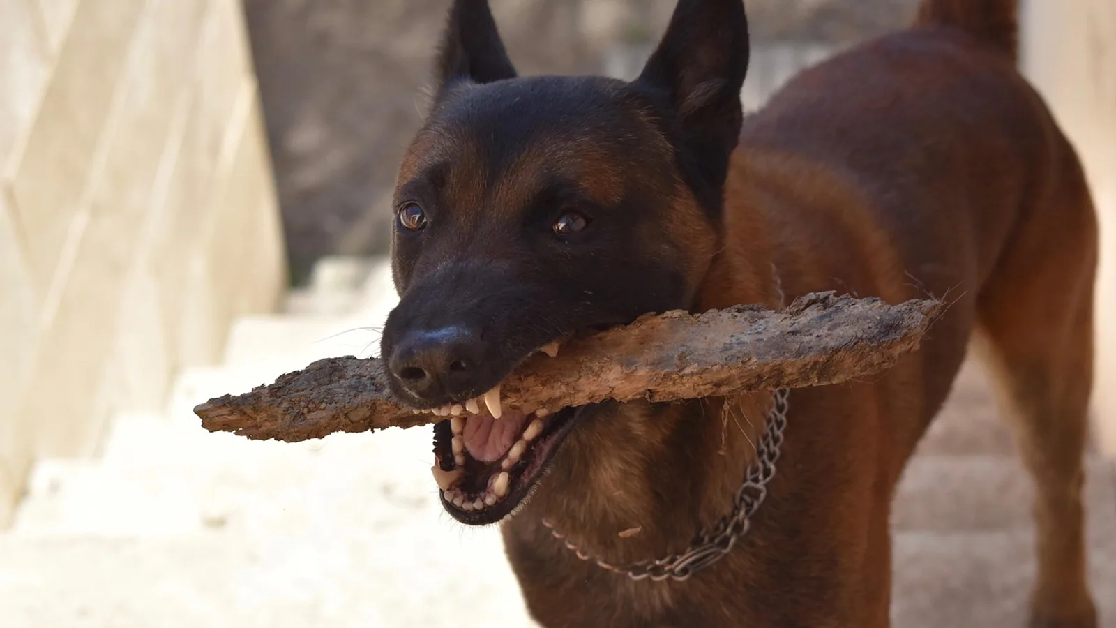 Dropped Jaw in Dogs: Causes and What to Do