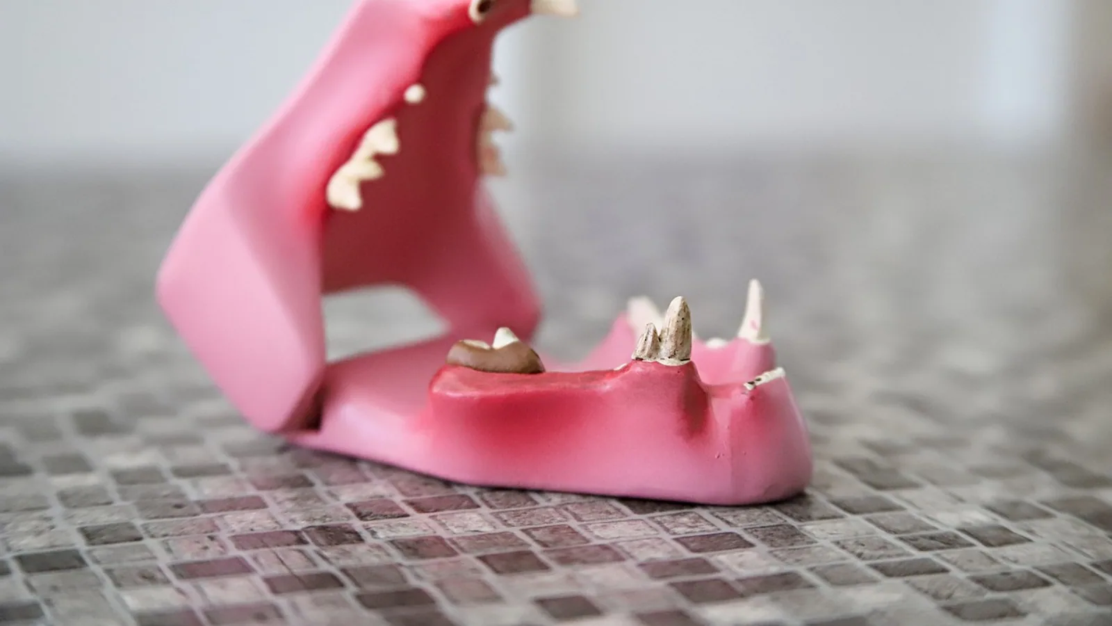 Glossopharyngeal Nerve: Anatomy, Function, and Pathway