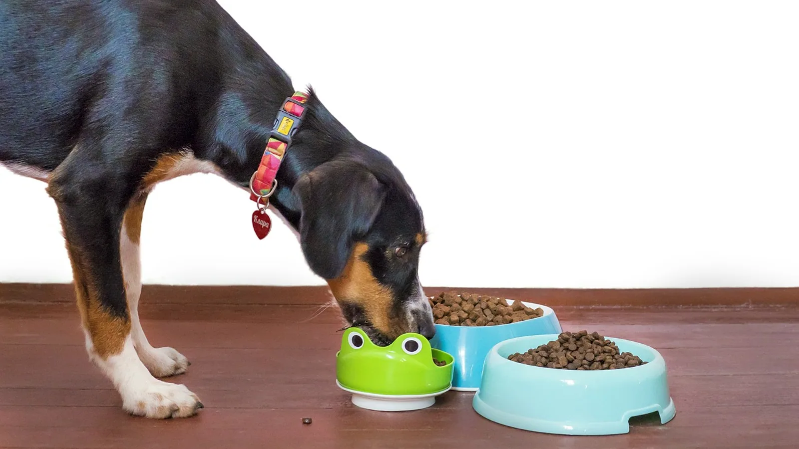 Hill's Science Diet Dog Food: A Veterinarian's Review