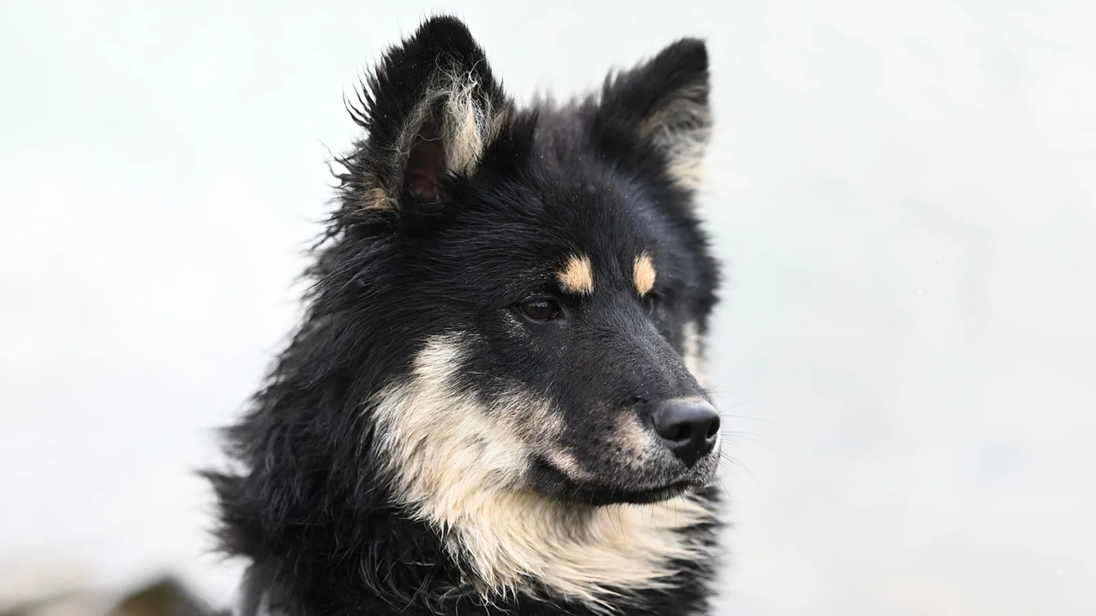 Dog Liver Values High: What Elevated Enzymes Mean