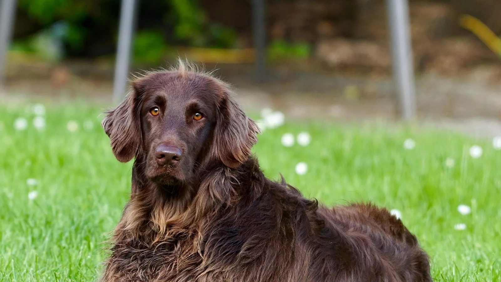Medication for Collapsing Trachea in Dogs: Drug Guide