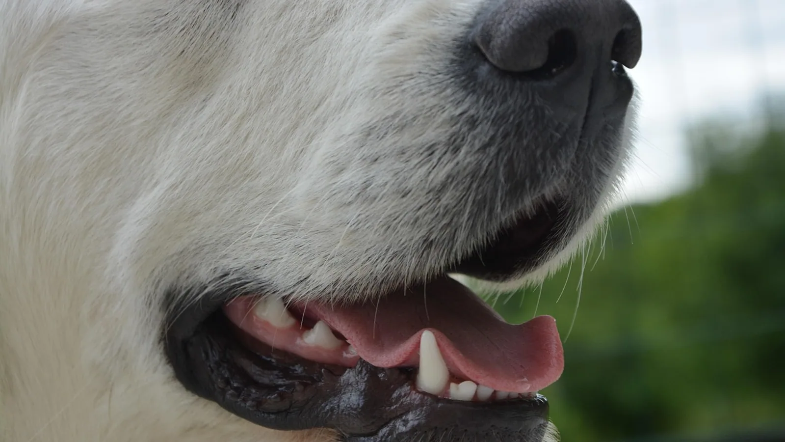 Dog Teeth Chattering: Causes and When to Worry