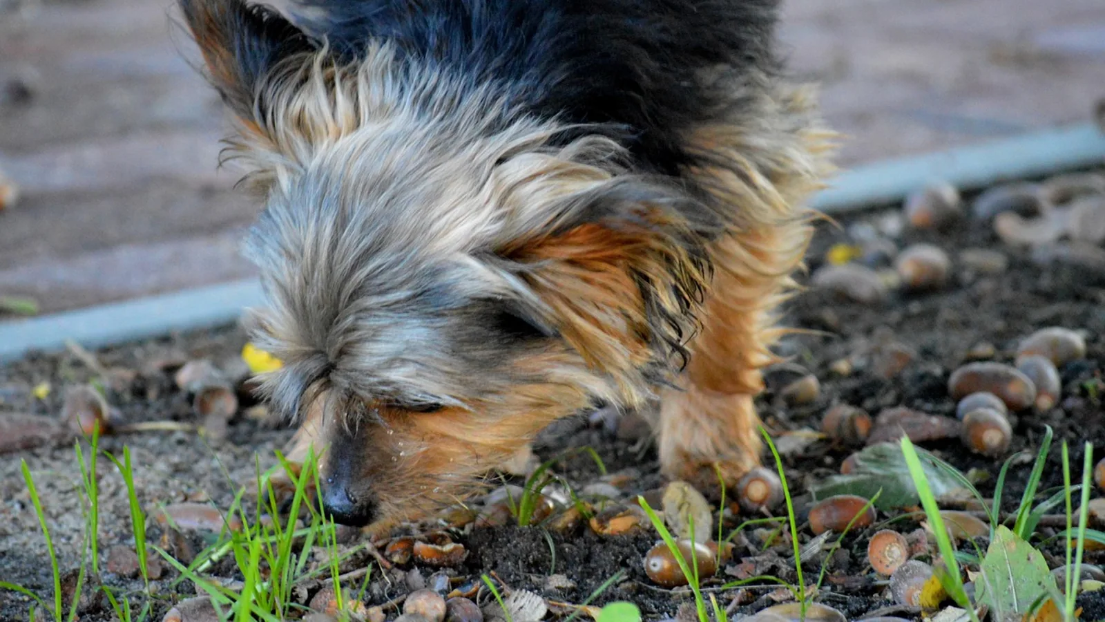 Are Acorns Poisonous to Dogs? Oak Toxicity and Blockage Risk