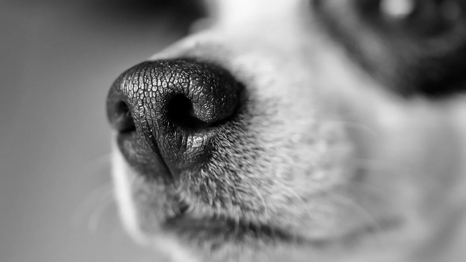 Do Dogs Get Zits? Causes of Pimples and Skin Bumps