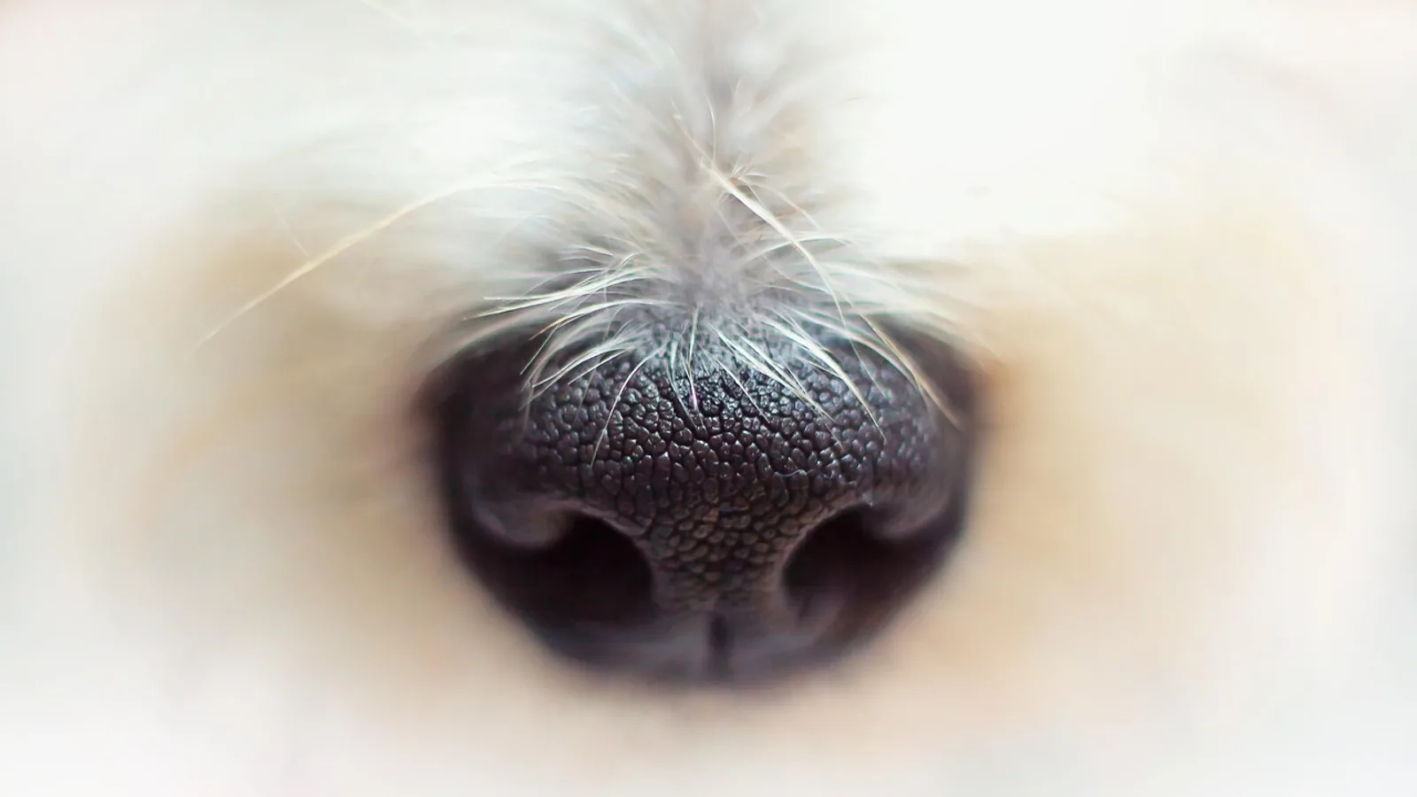 Discoid Lupus Erythematosus in Dogs Explained
