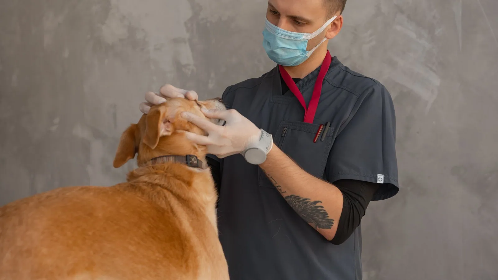 A professional veterinarian in mask examines a dog indoors during a checkup