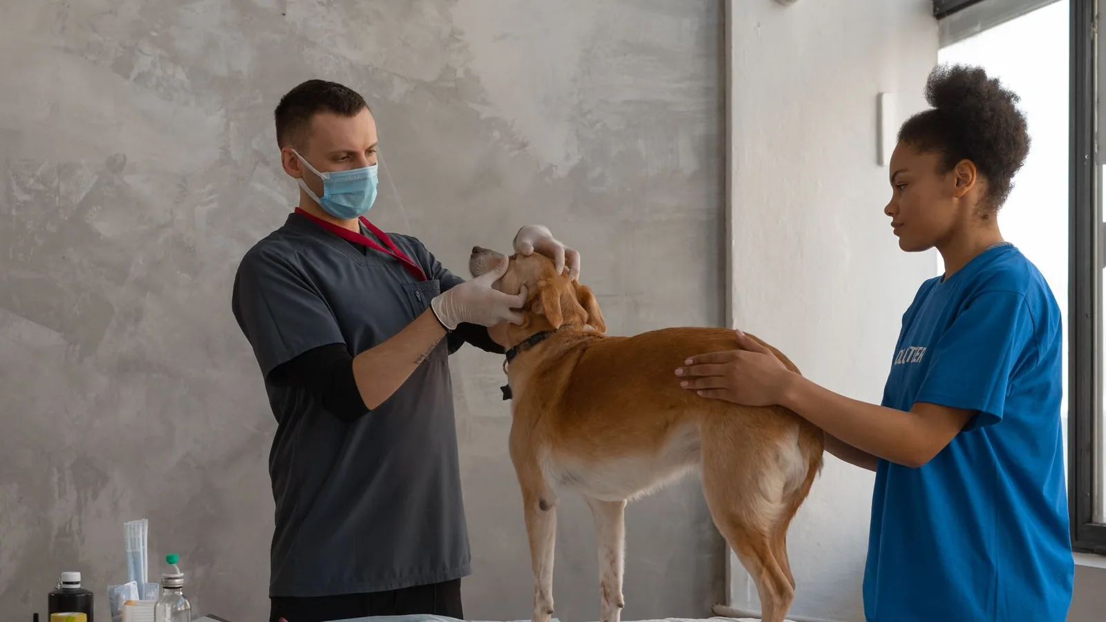 Veterinarian examines a dog assisted by a professional in a clinic setting