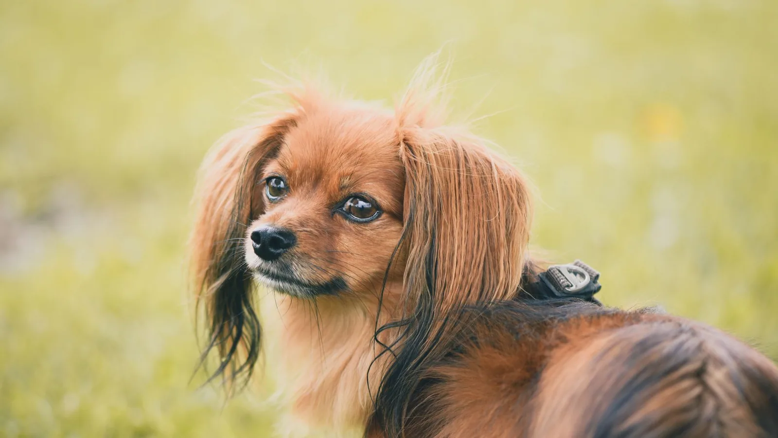 Charming long-haired dog enjoying a sunny day outdoor on vibrant green grass