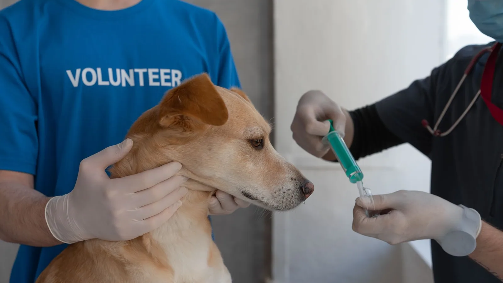 A veterinarian prepares to vaccinate a dog, assisted by a volunteer in a clinic setting
