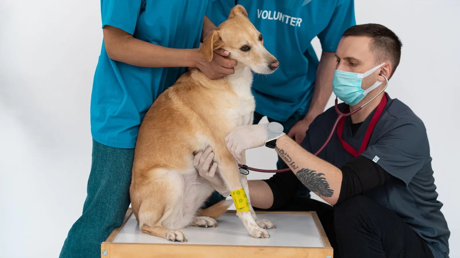 A veterinarian and volunteers conducting a checkup on a dog at a clinic