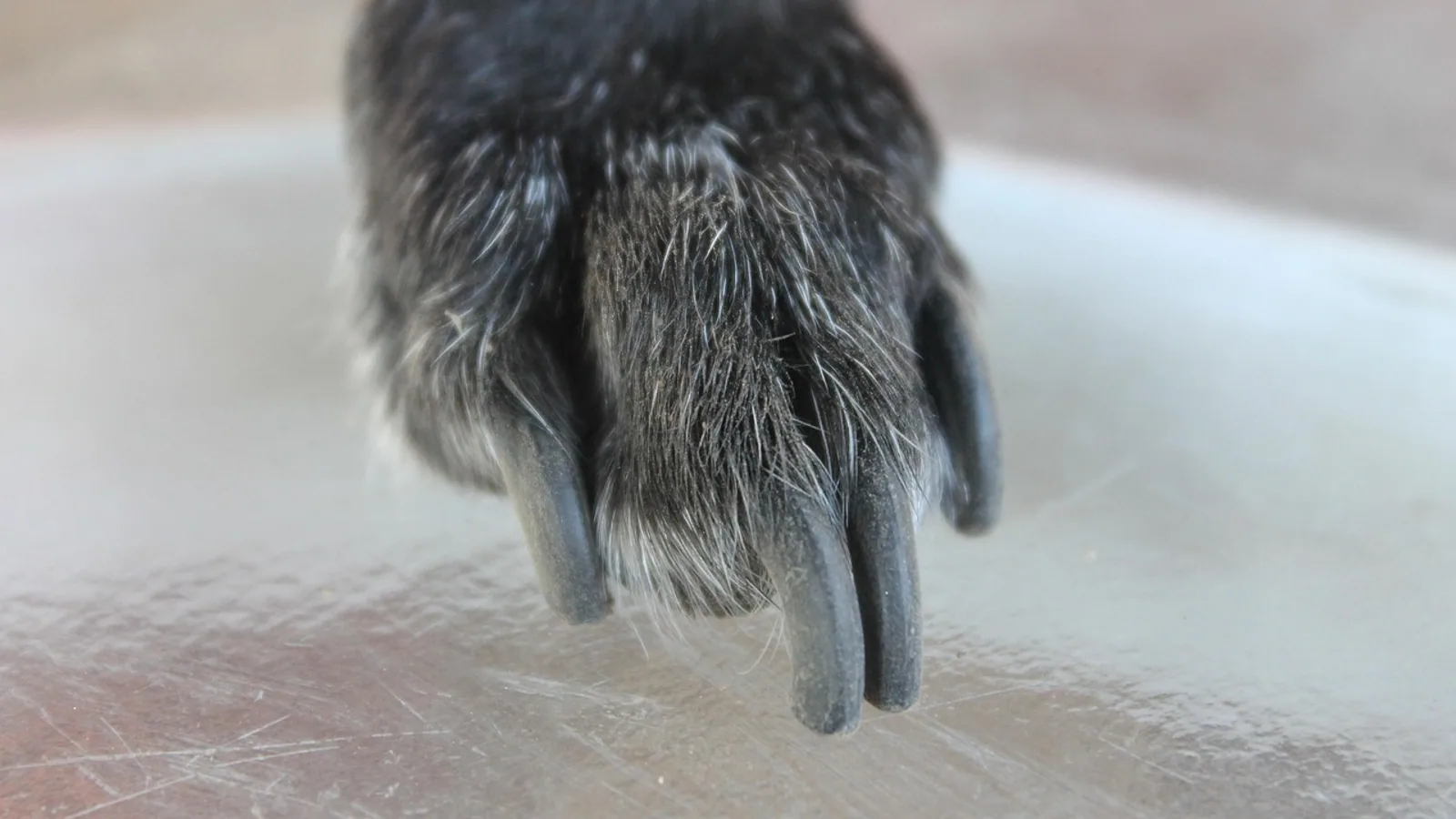 Dew Claw Injuries in Dogs: First Aid, Vet Treatment, and Removal Decisions