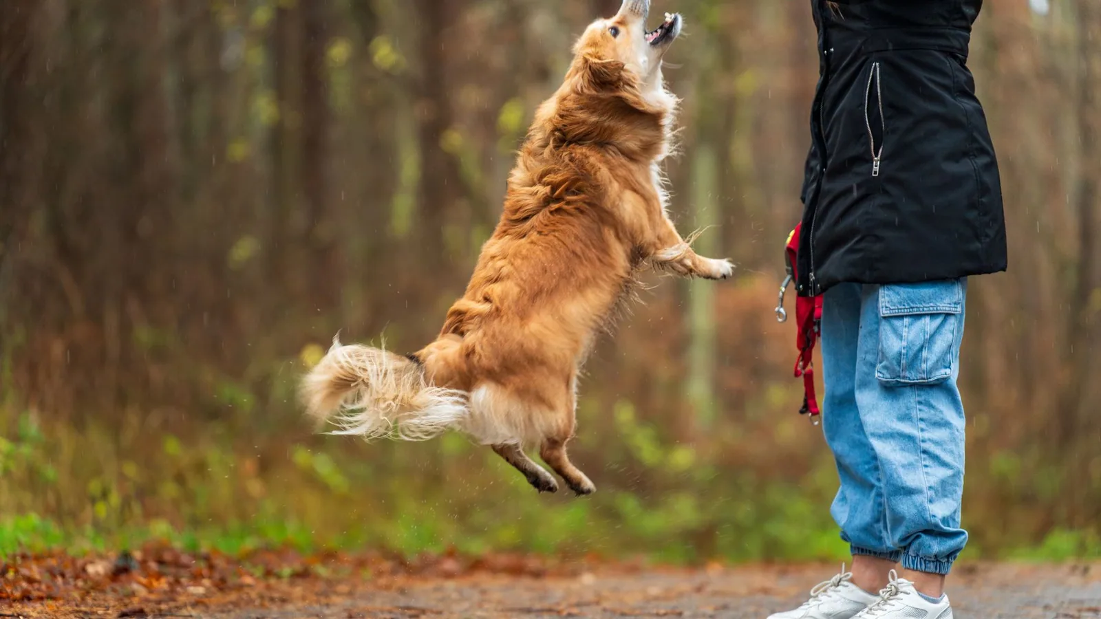 Border Collie Care, Training, Health, and Lifespan