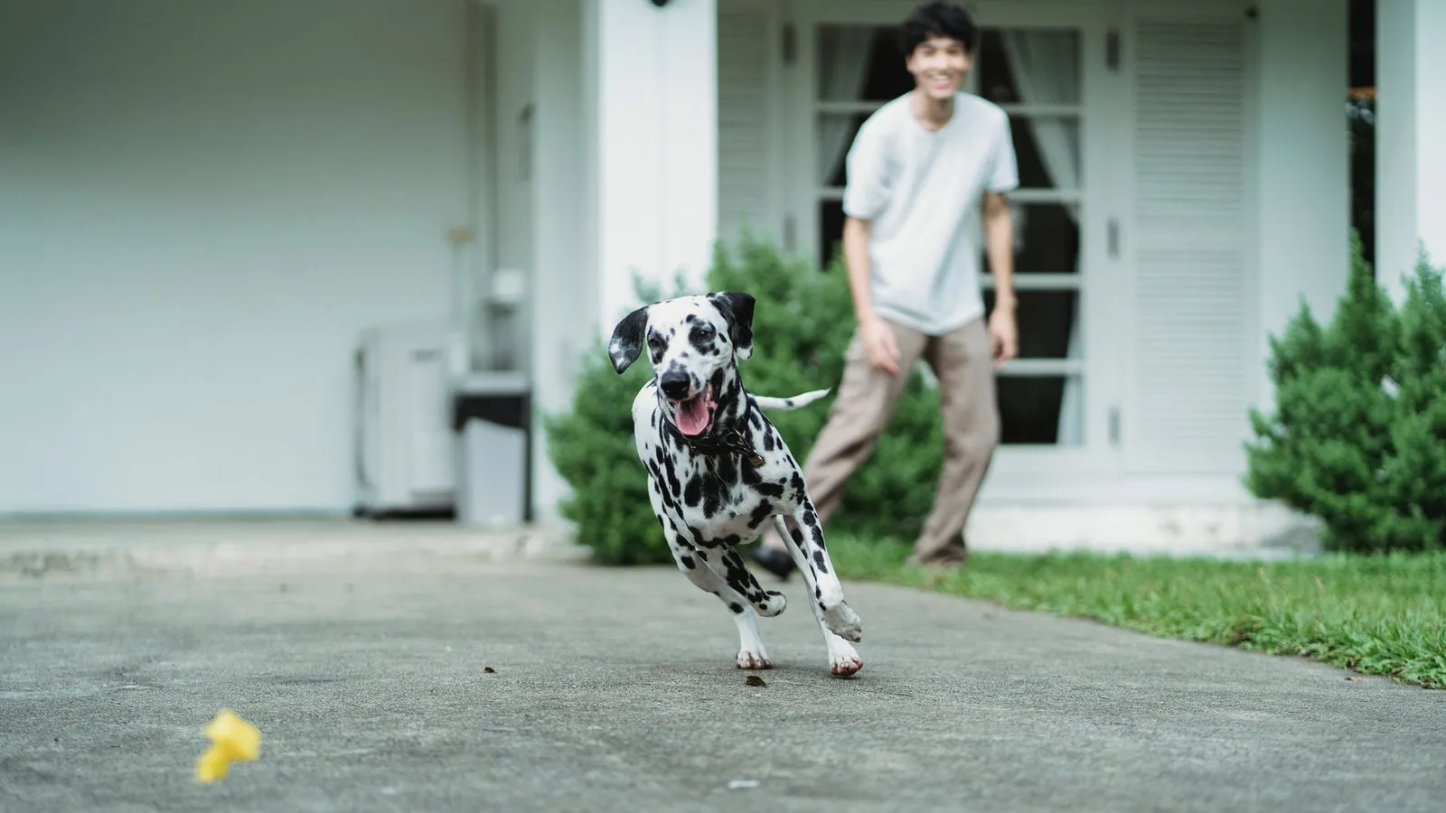 Dalmatian dog happily playing fetch with its owner on a sunny day outdoors