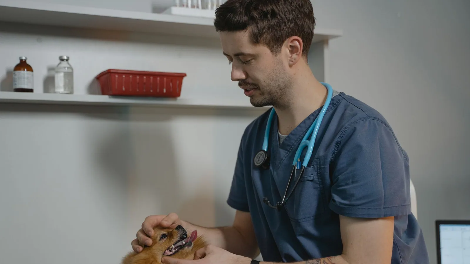 Veterinarian holding and examining a small fluffy dog in a clinic