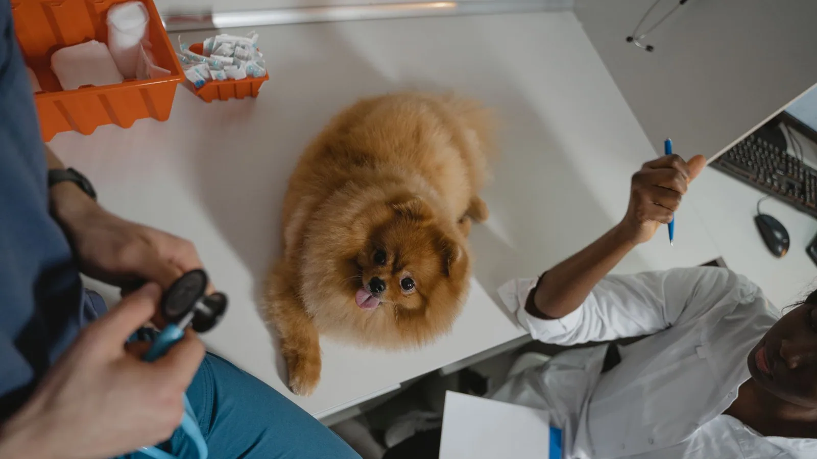 Attentive dog engaging calmly with people during a handling and training session
