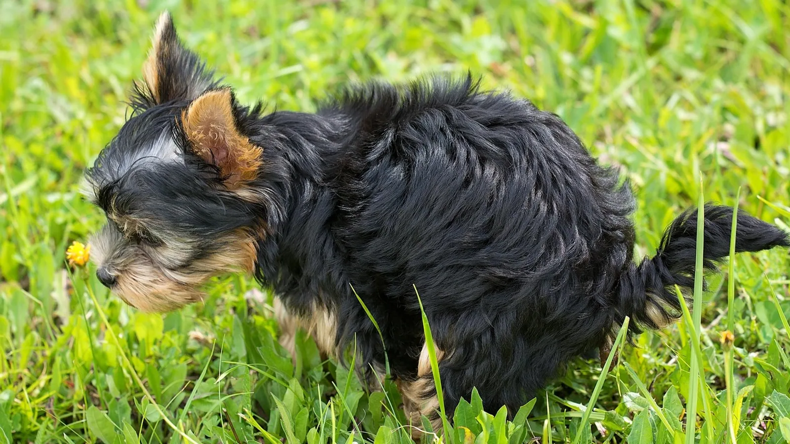 Dog Feces: What Healthy Stool Looks Like
