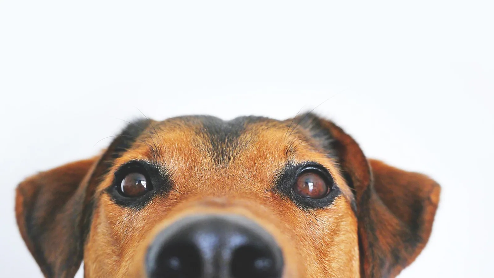 Dog Antifungal Medication: Options, Doses, and Safety