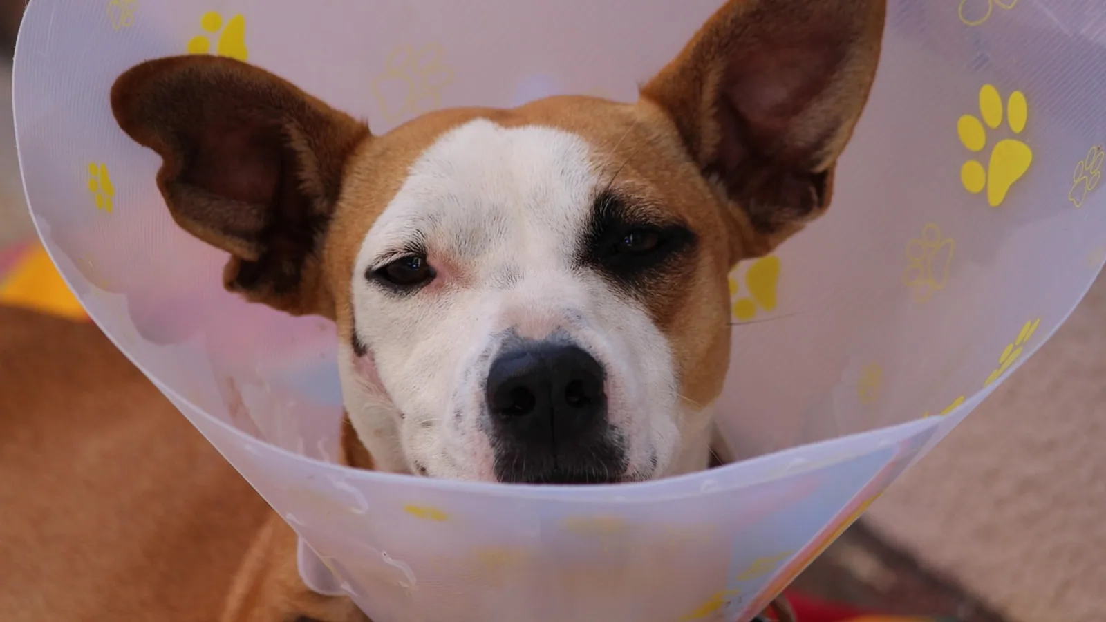 Blastomycosis in Dogs: Fungal Infection Guide