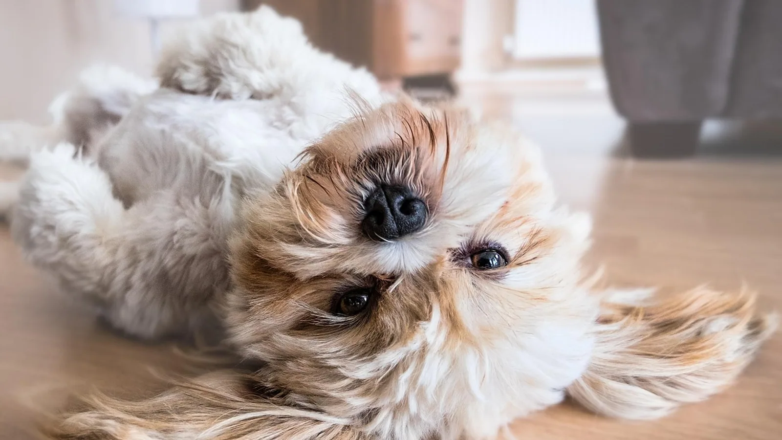 Dog Gestation: Timeline, Signs, and Care