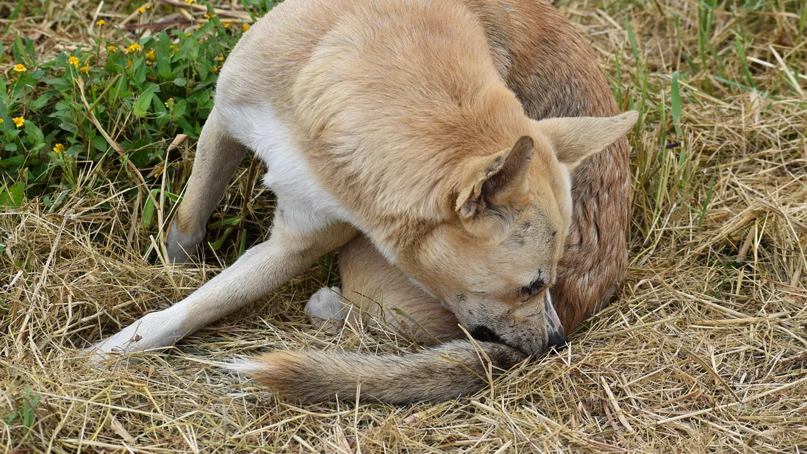 Poison Ivy and Dogs: Can Dogs Get It or Spread It to You?