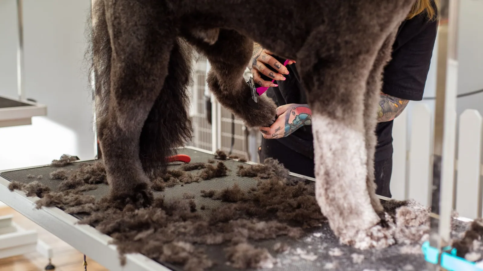 A professional groomer trimming a large dog's fur indoors, showcasing grooming tools