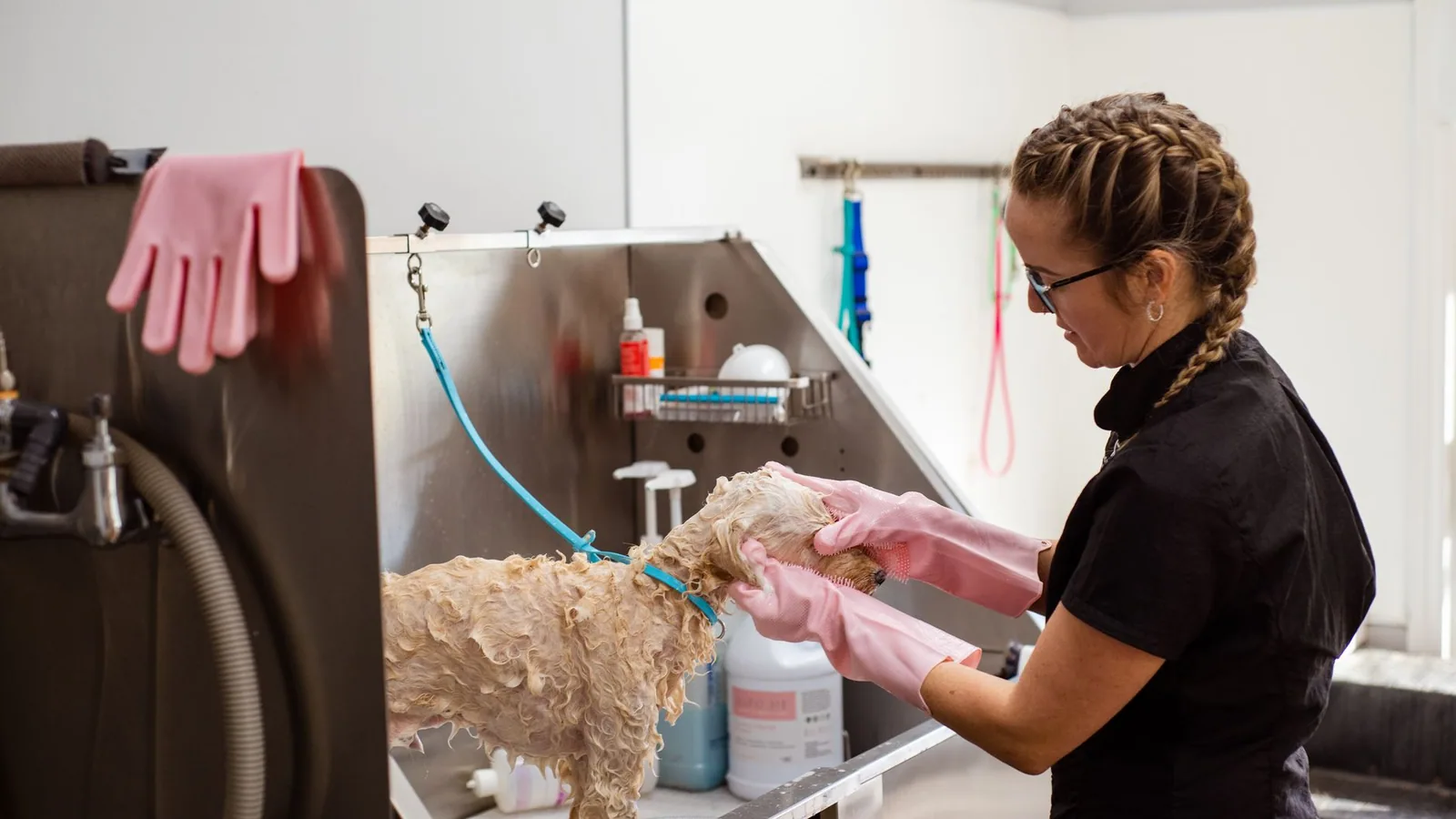 Professional groomer washing a curly-haired dog at a grooming salon with care
