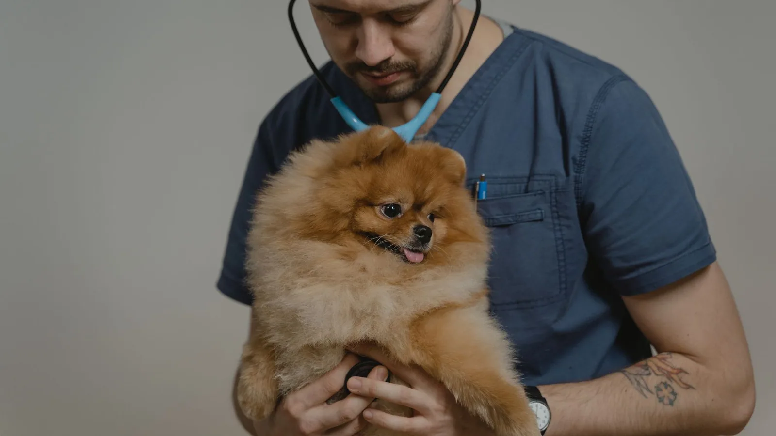 Veterinarian examining a fluffy dog during a routine visit