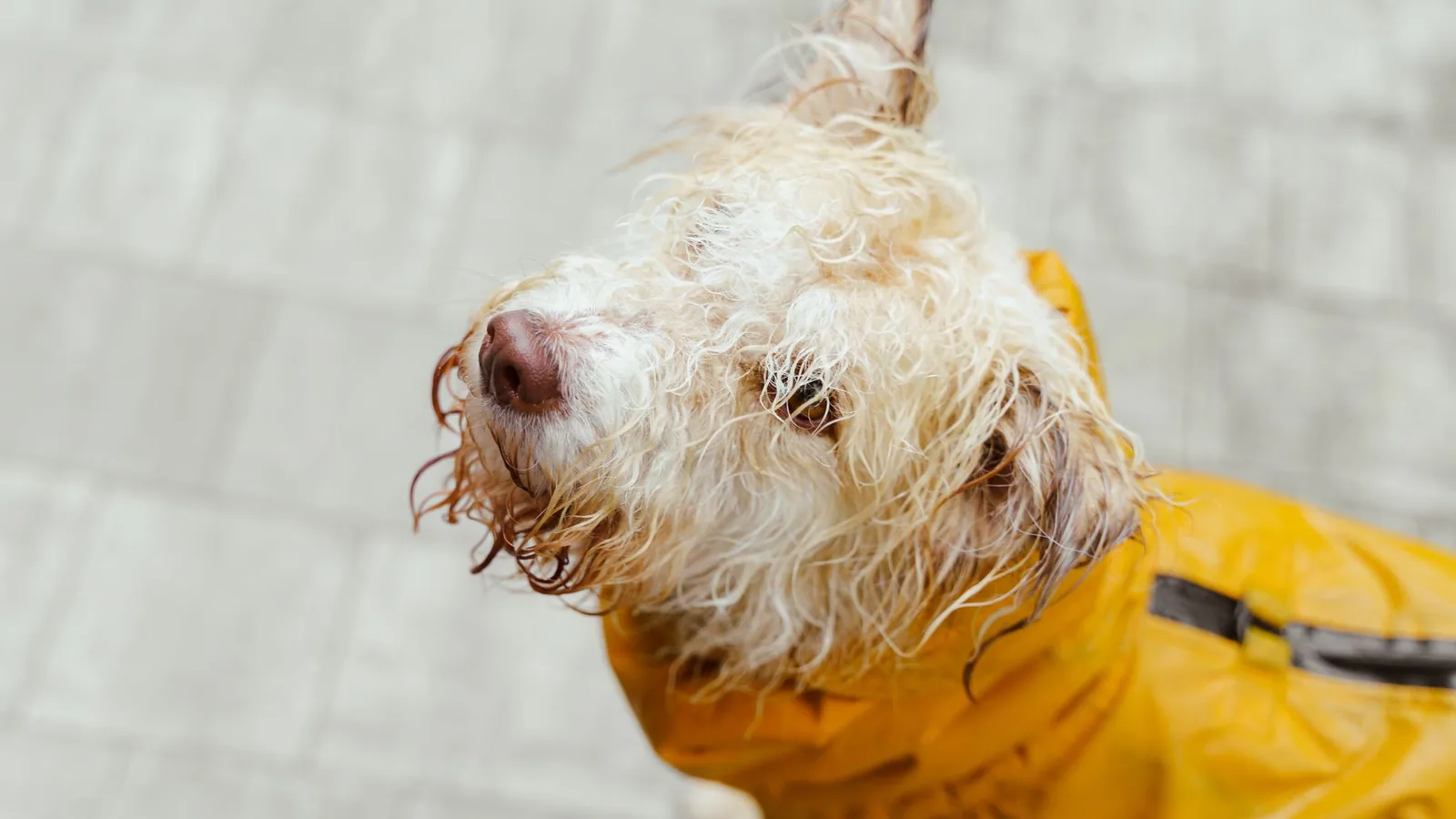 Wet dog wearing a yellow raincoat, looking back with a curious expression on a rainy day