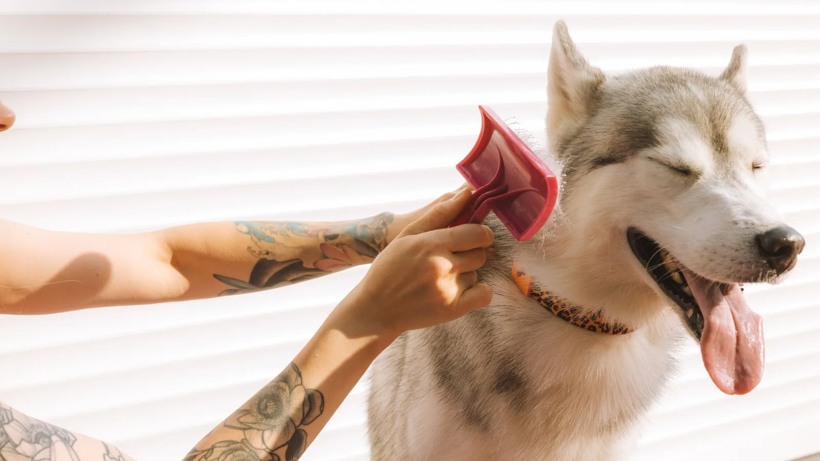 A tattooed hand grooming a happy Siberian Husky dog with a pink brush