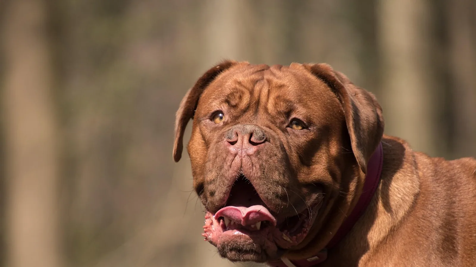 Staph Infection in Dogs: Signs and Treatment