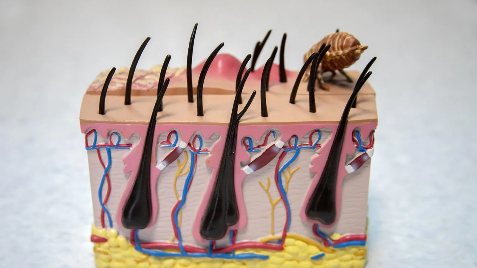 Stratum Germinativum: Skin Layer Explained