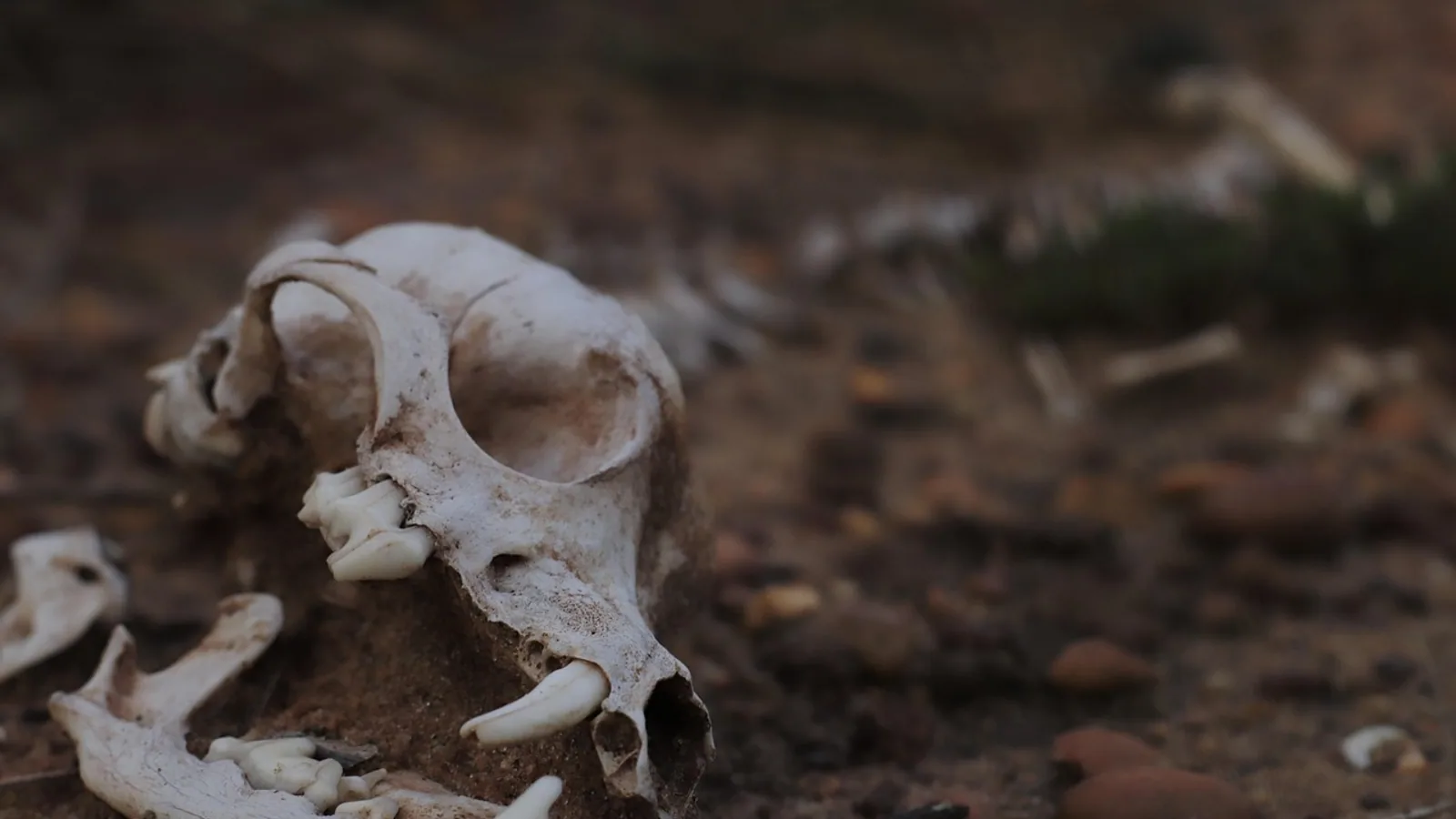 Dog Skull Anatomy: Bones, Foramina, and Landmarks
