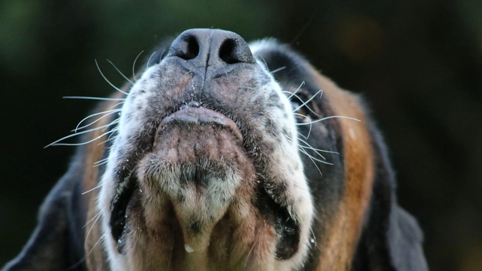 Olfactory Nerve: Cranial Nerve I Pathway and Function