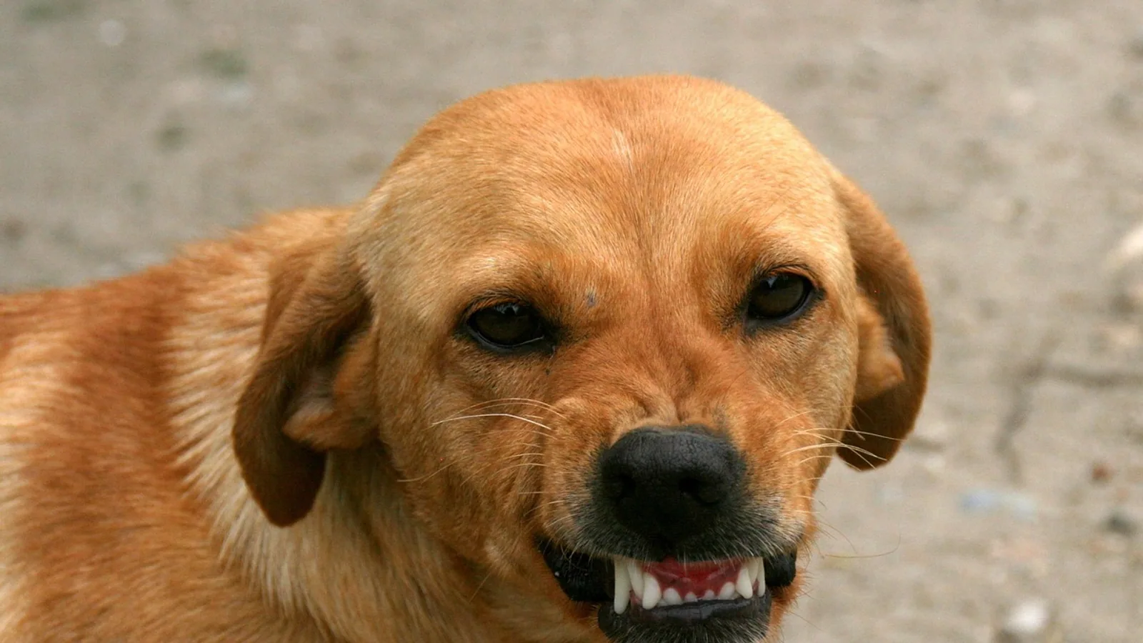 Teeth Eruption Chart: Dogs, Cats, and Common Animals