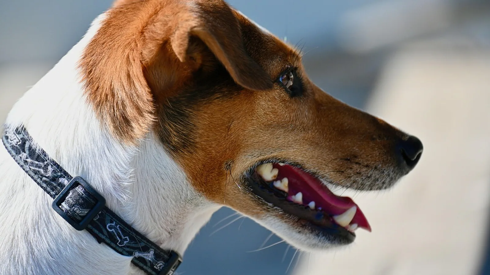 Animal Urgent Care: When to Go vs Wait