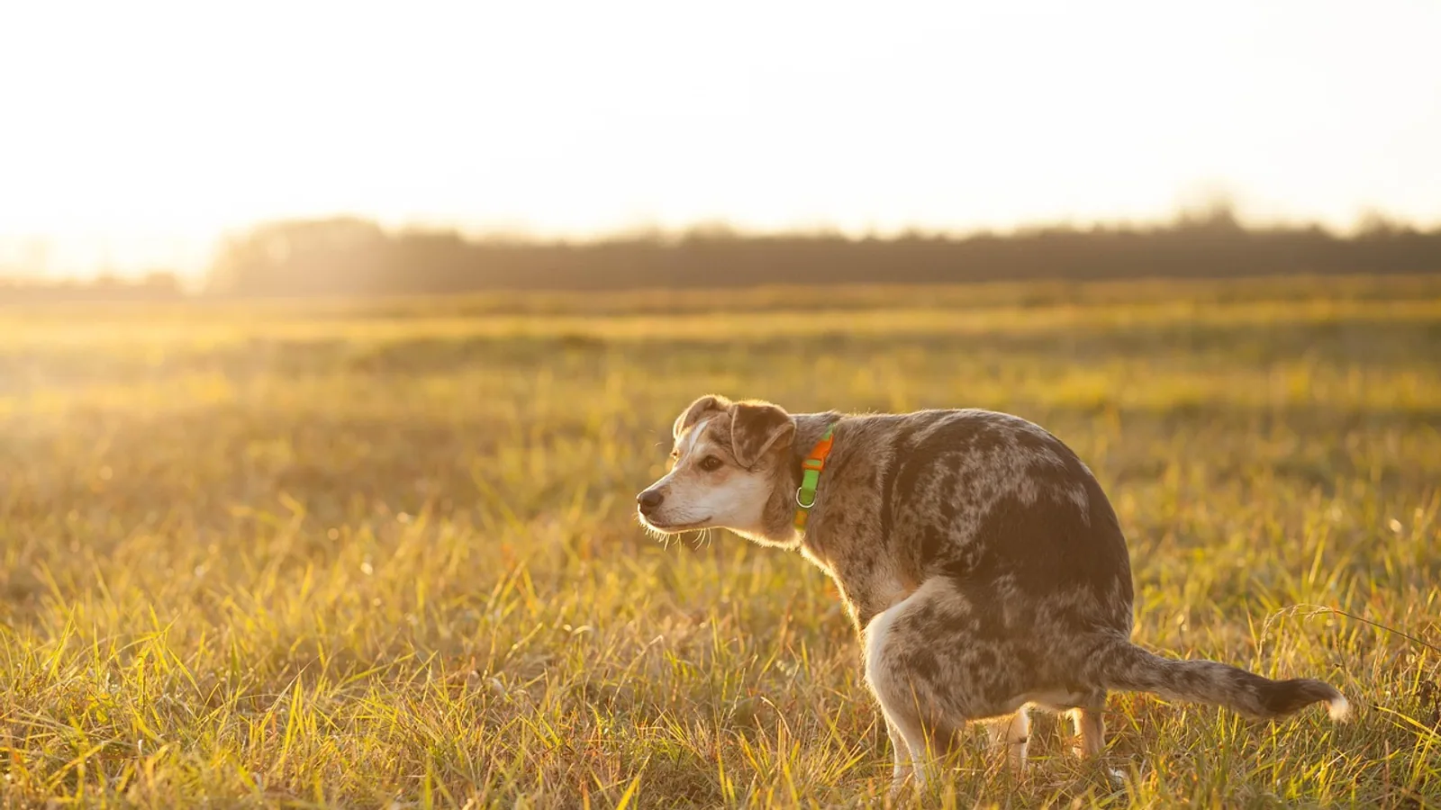 Calcium Oxalate Crystals in Urine: Vet Guide