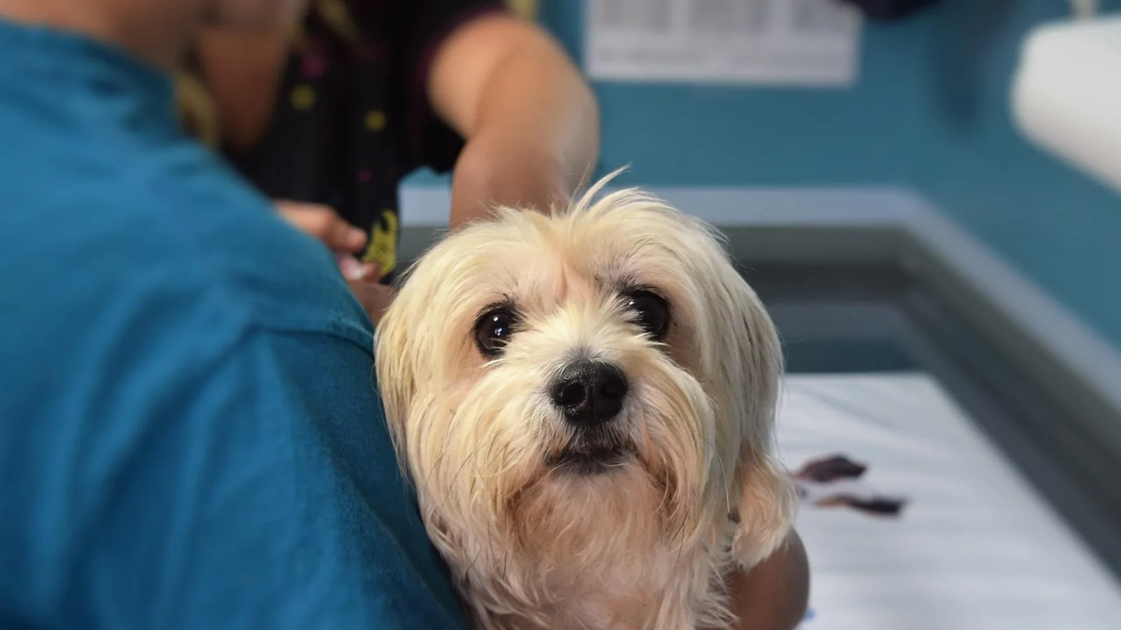 Ascites in Pets: Causes and Diagnostic Steps
