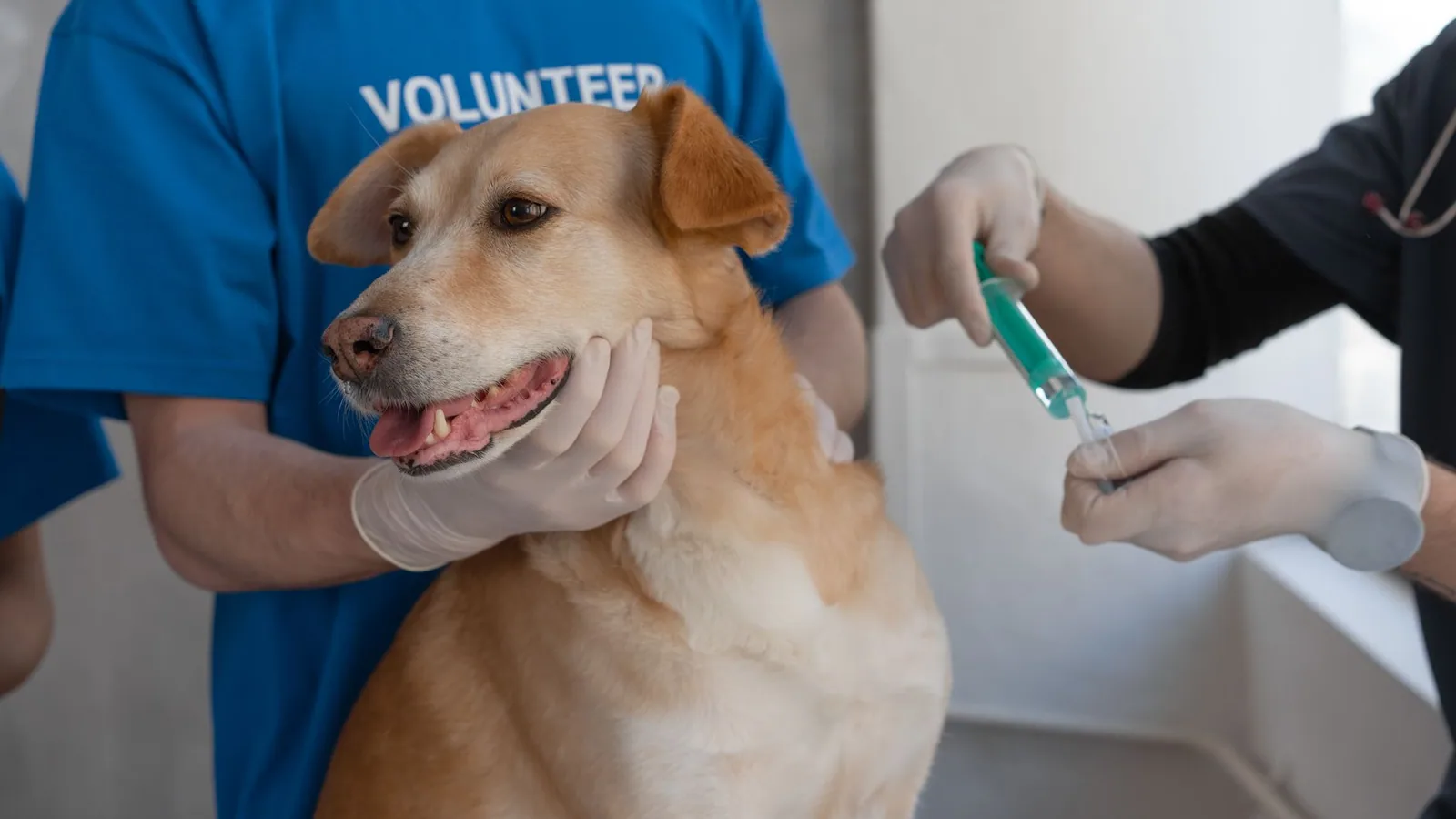 Small companion dog receiving a veterinary checkup for healthy aging